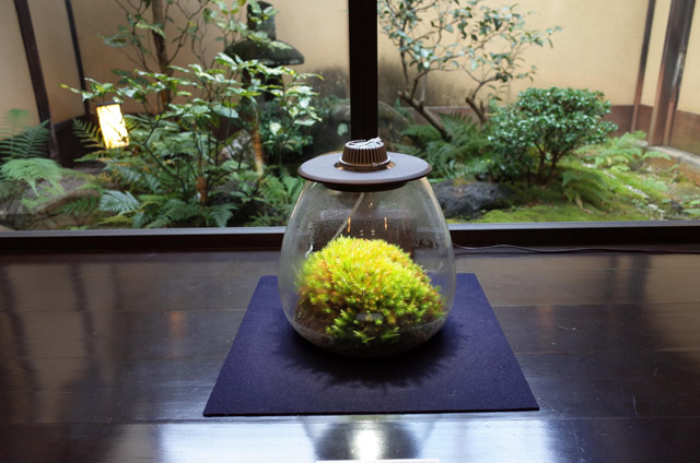 京都の坪庭など苔庭に使用されるコケを使ったMoss-Light LED：「自然史博物館が仕かける 「Where culture meets nature」展」赤坂志乃
